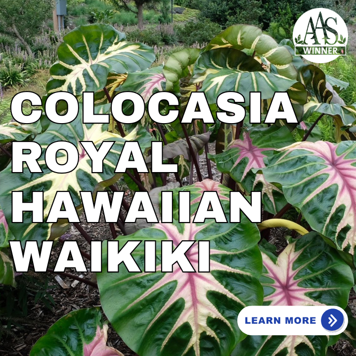 Colocasia Royal Hawaiian Colocasia Royal Hawaiian All America Selections Winner