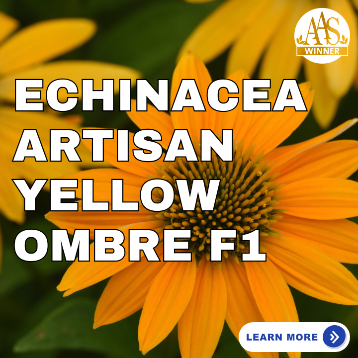 Echinacea Artisan Yellow Ombre F1