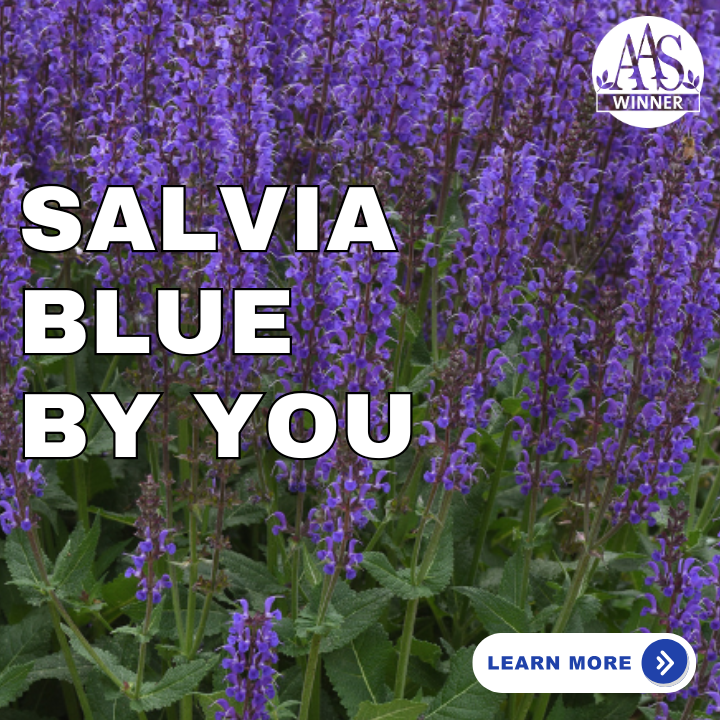 Salvia Blue by You AAS Winner