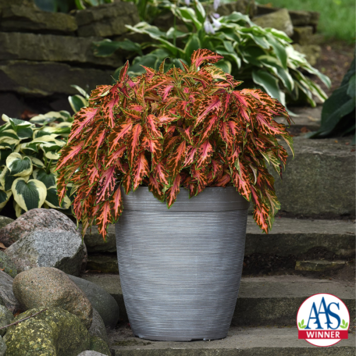 Coleus Premium Sun Coral Candy All America Selections Winner