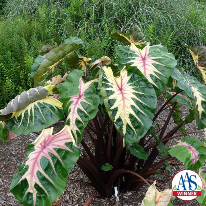 Colocasia Royal Hawaiian