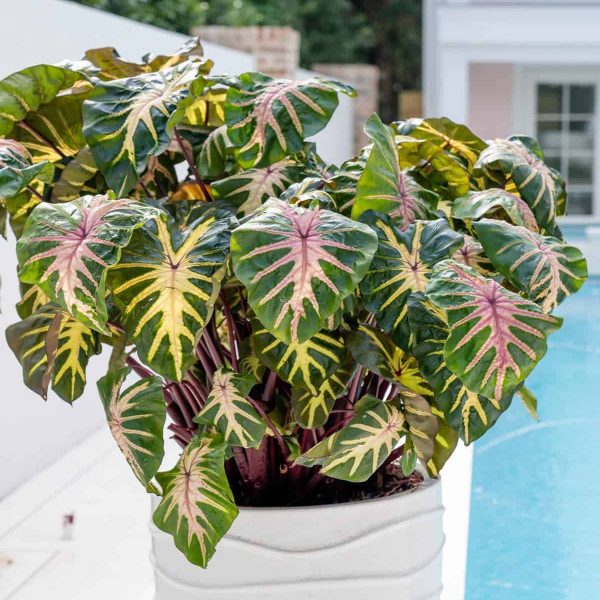 Colocasia ROYAL HAWAIIAN® Waikiki
