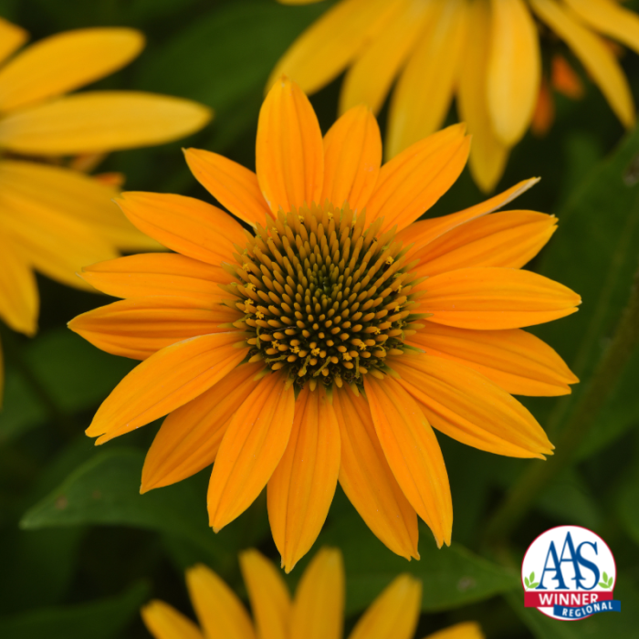 Echinacea Artisan Yellow Ombre