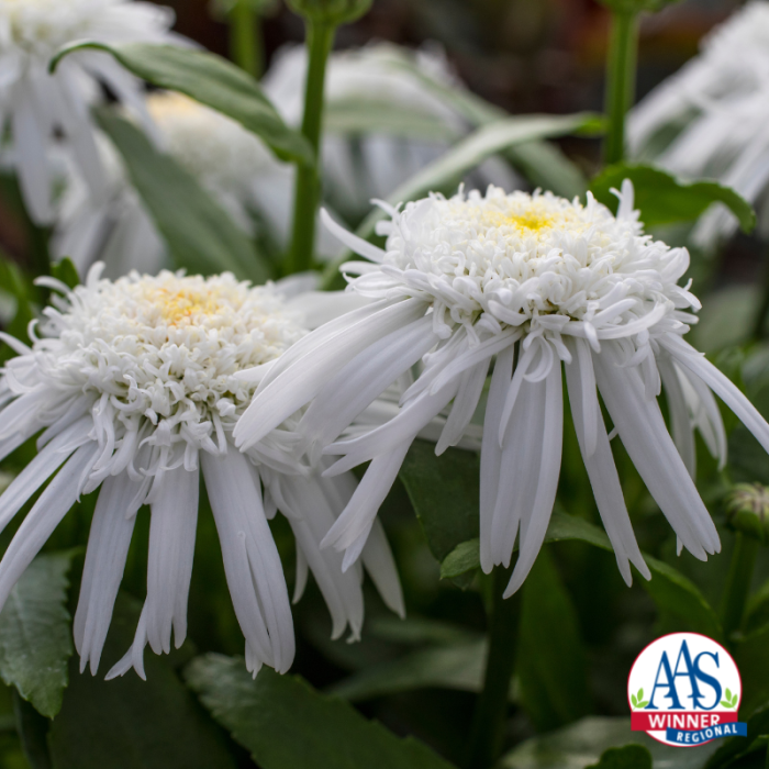Leucanthemum Carpet Angel Daisy