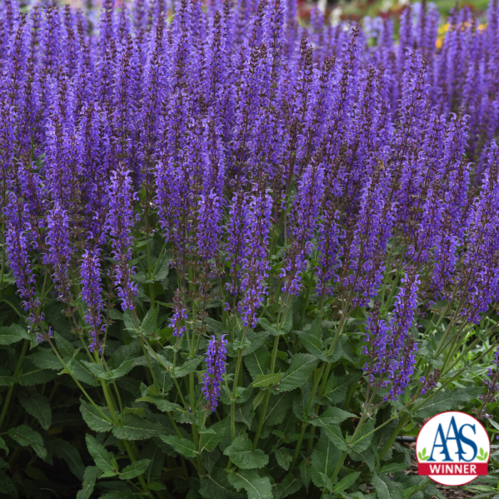 Salvia Blue by You