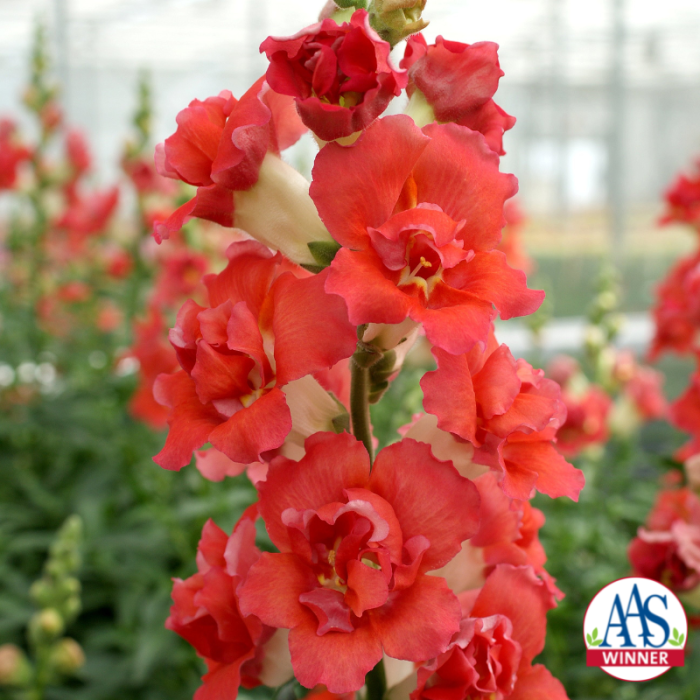 Snapdragon DoubleShot Orange Bicolor F1
