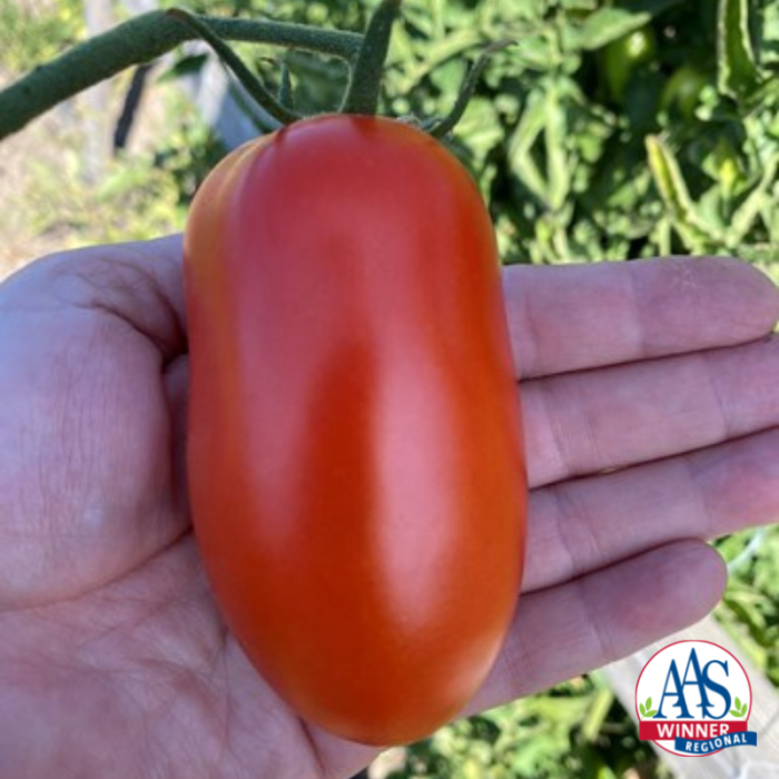 Tomato Zenzei AAS Winner 2023