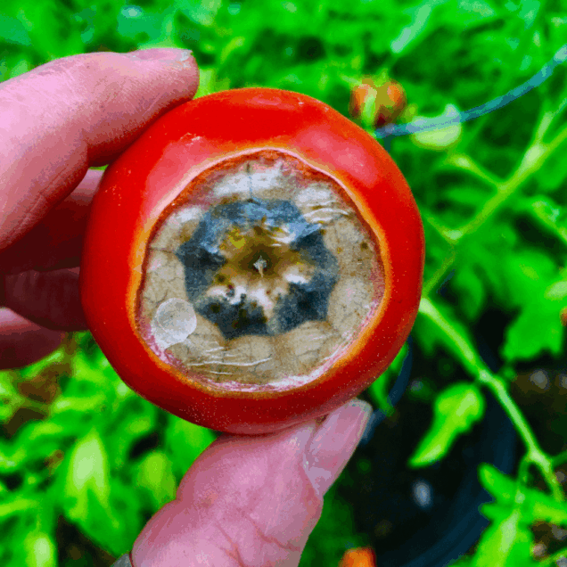 Tomato Diseases tomato-diseases