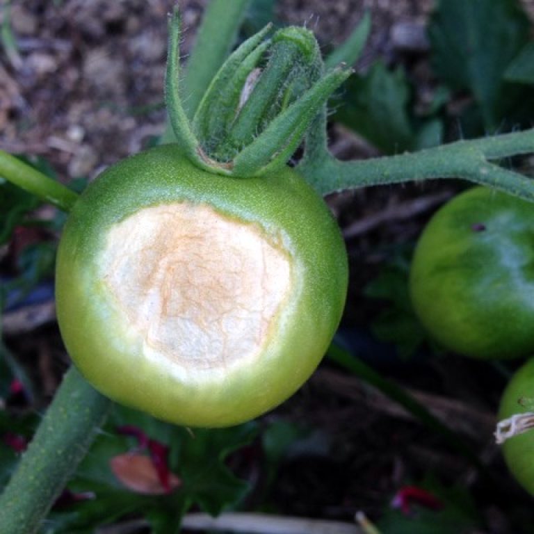 10 Common Tomato Problems And How To Solve Them 