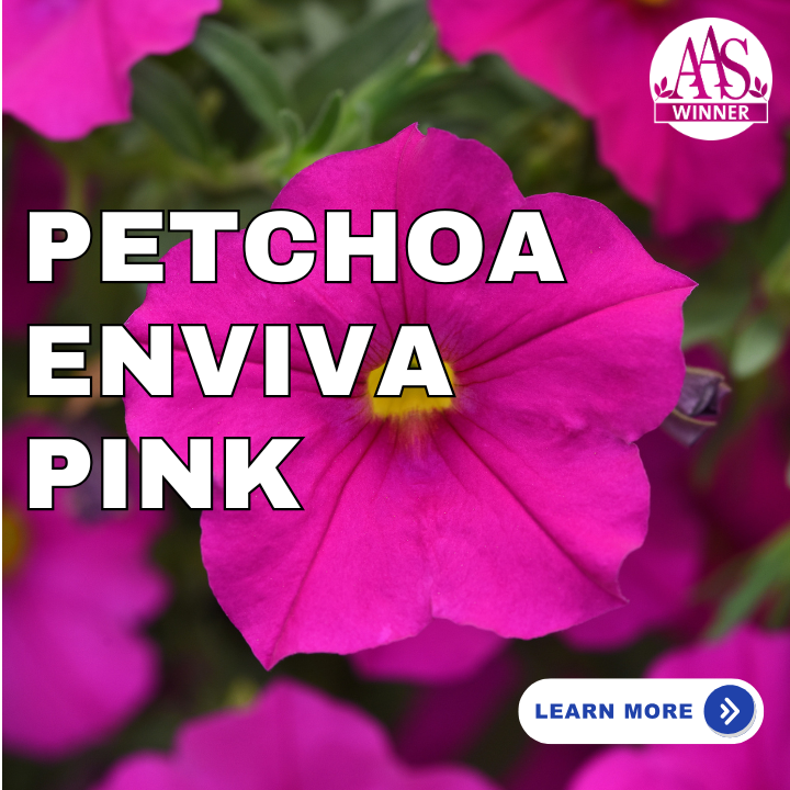 Petchoa Enviva Pink