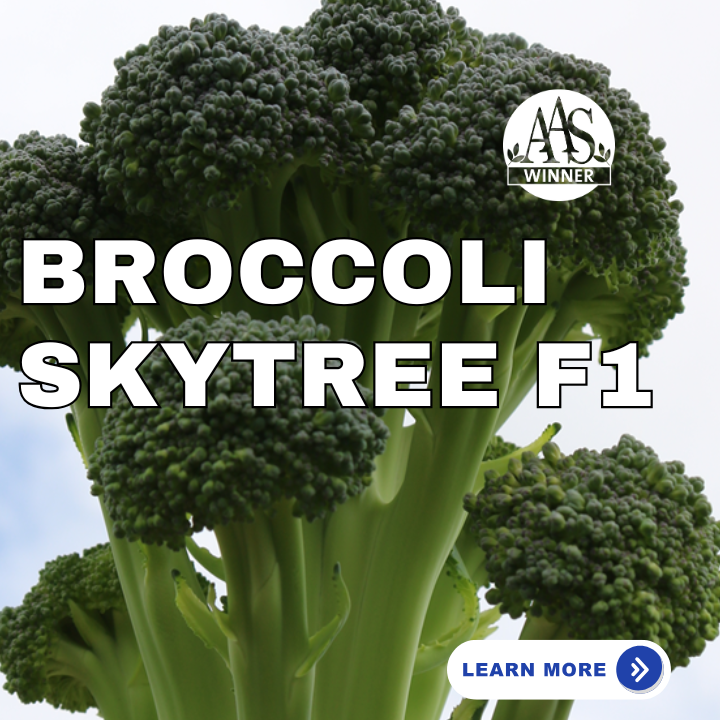Broccoli Skytree F1