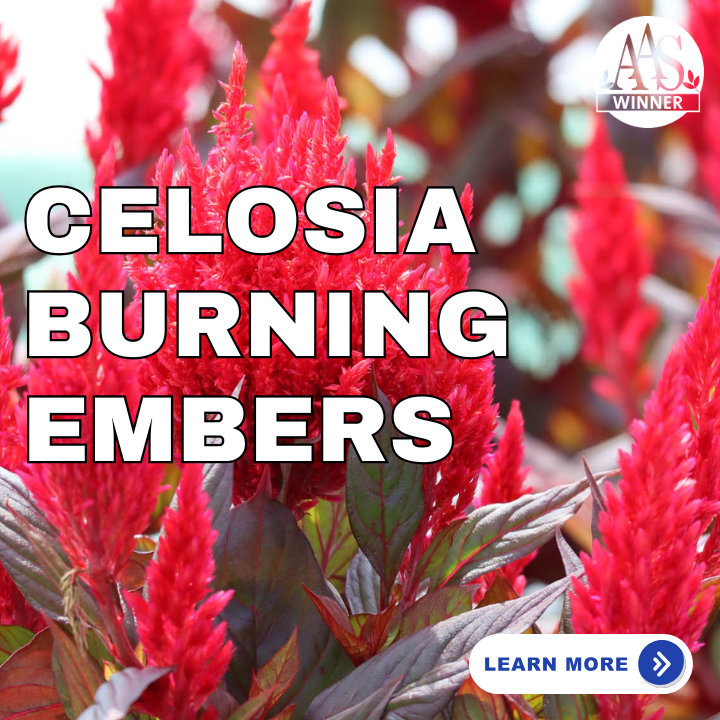 Celosia Burning Embers