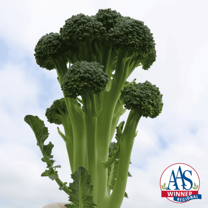 Broccoli Skytree All-America Selections Winner
