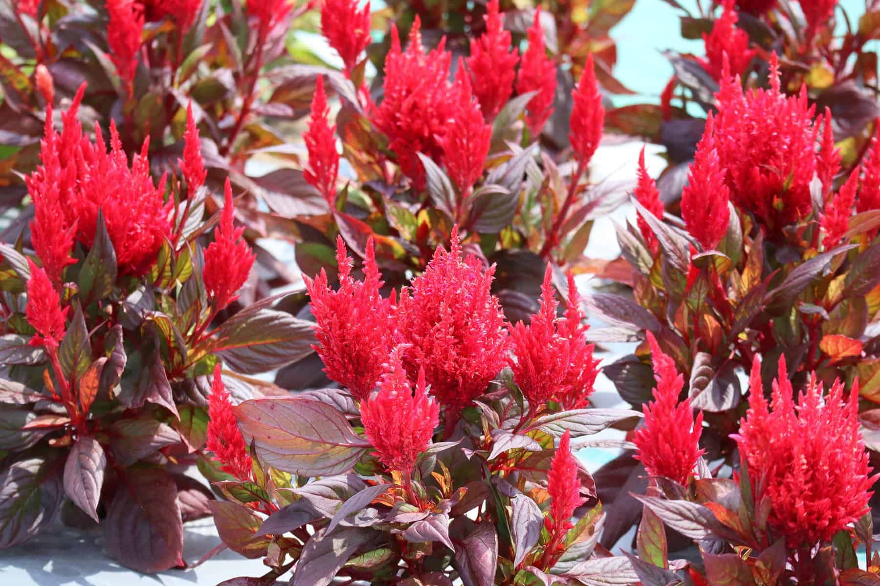 All America Selections Winner Celoisda Burning Embers