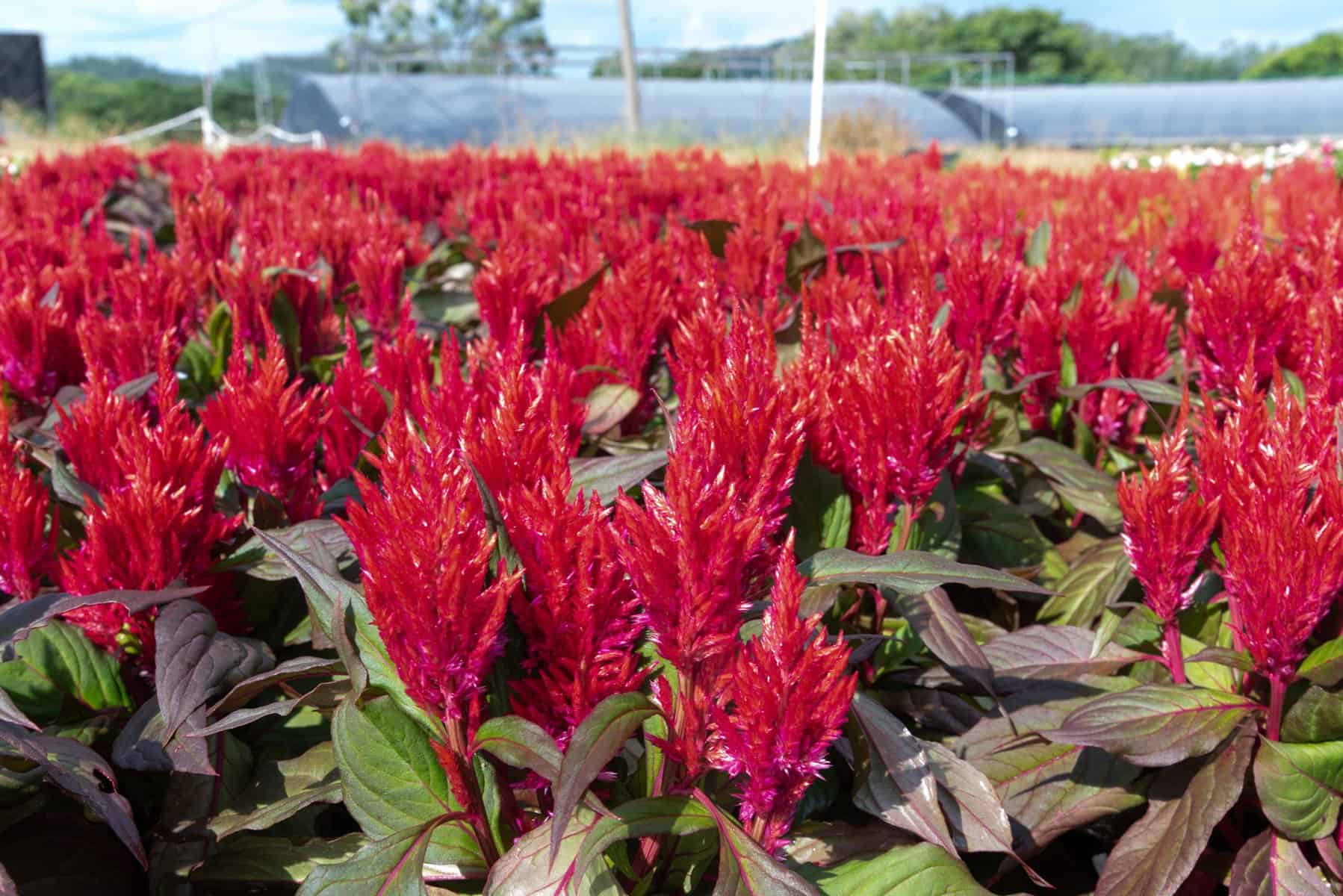 All America Selections Winner Celoisda Burning Embers