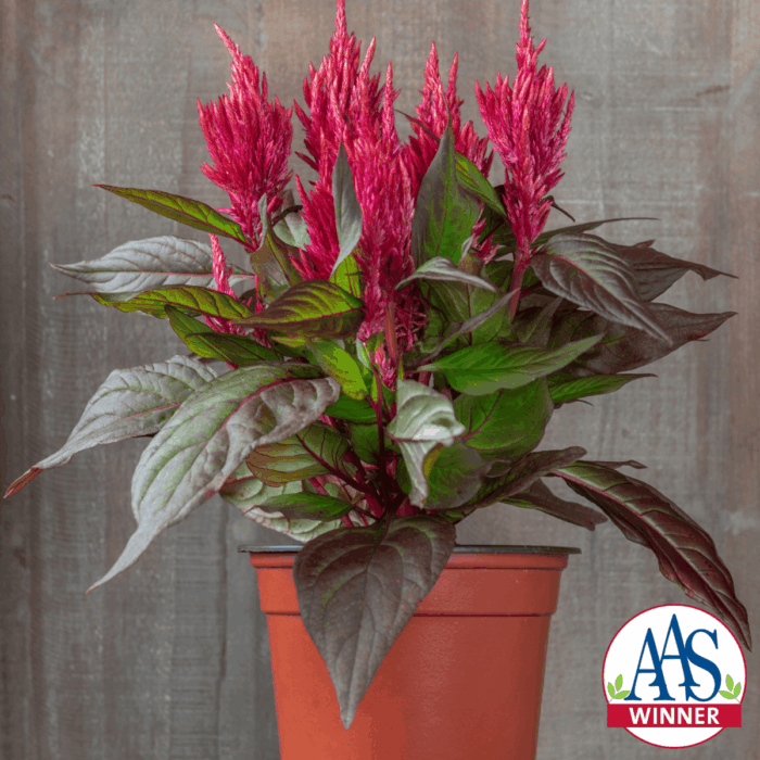 All America Selections Winner Celoisda Burning Embers