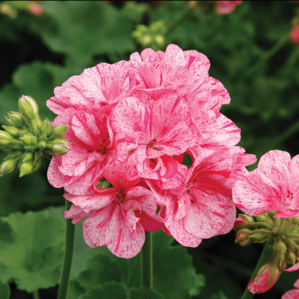 All America Selections Winner Geranium Big EZEE Pink
