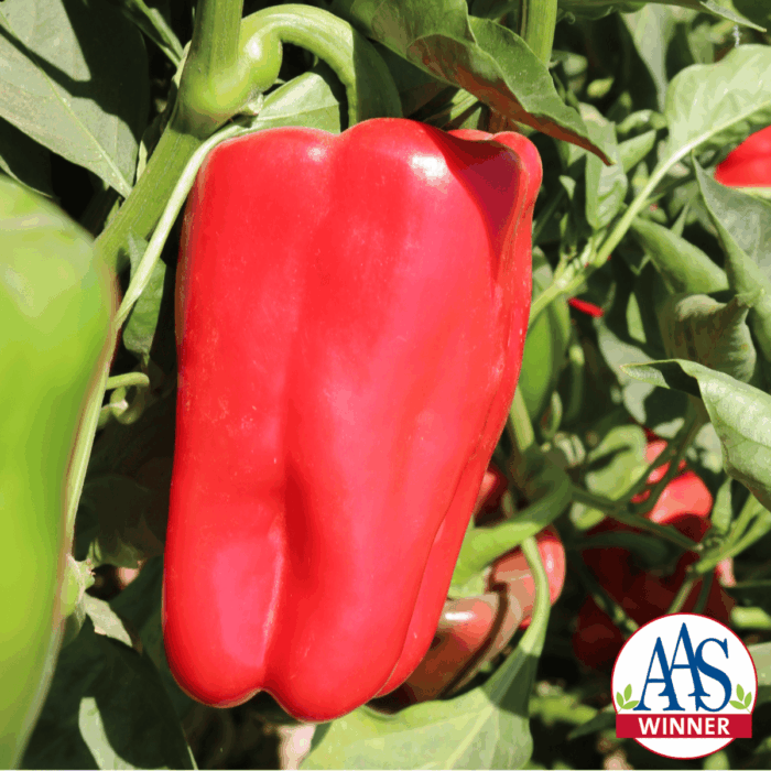 All America Selections Winner Red Impact Pepper