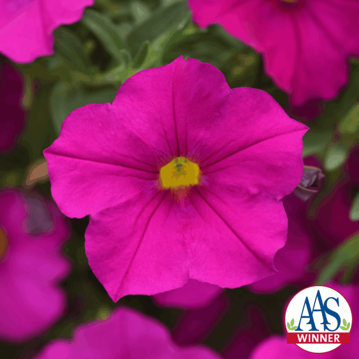 All America Selection Winner Petchoa Enviva Pink