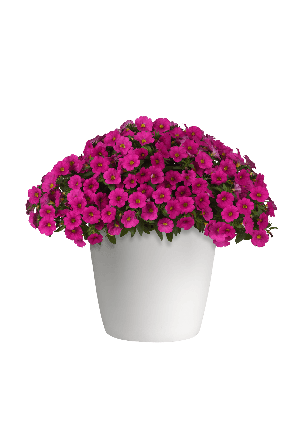 All America Selection Winner Petchoa Enviva Pink