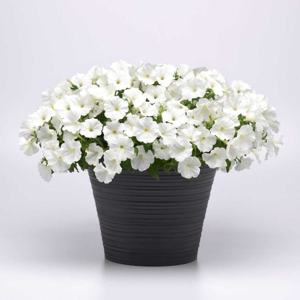 All America Selections Winner Petunia SureShot White