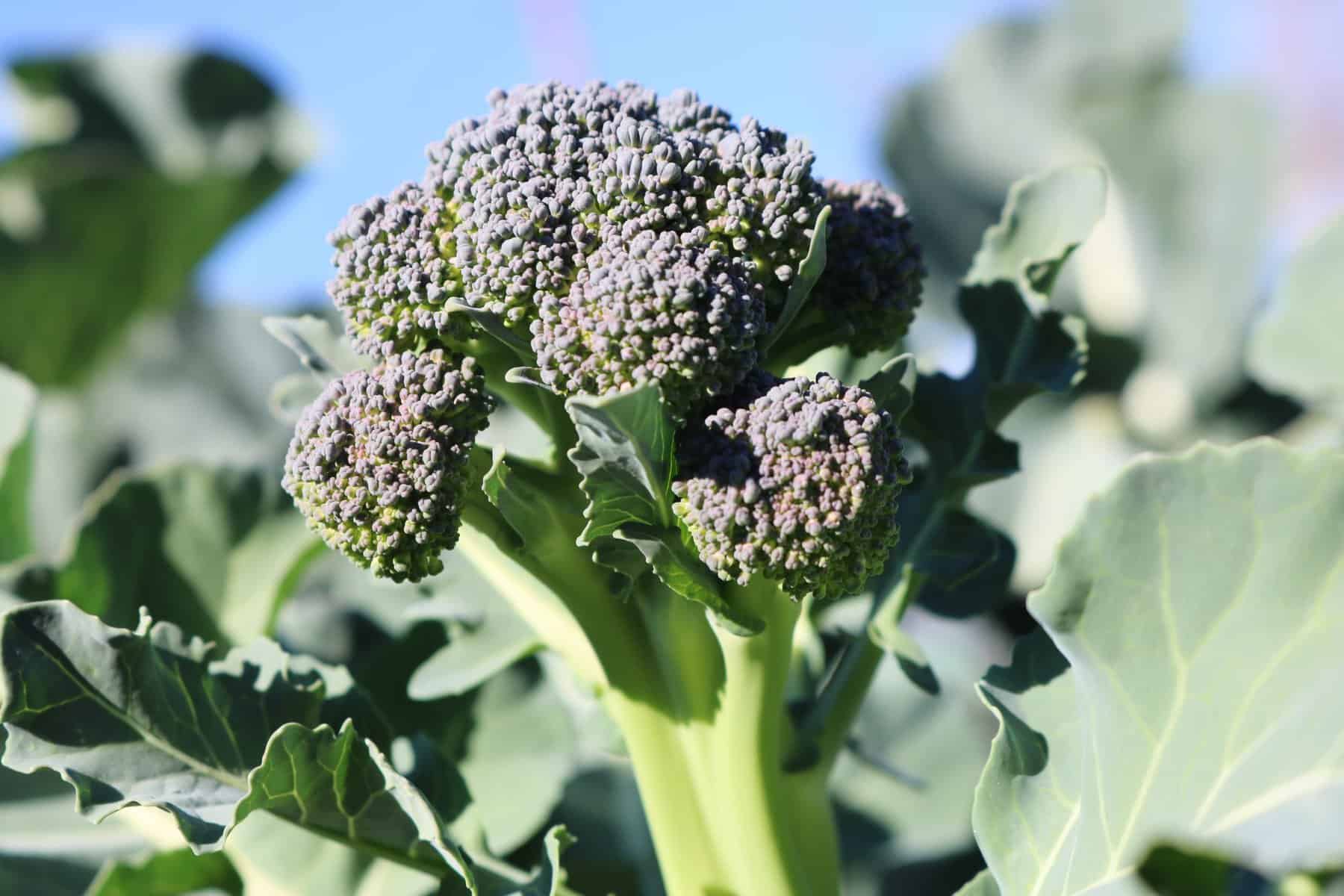 Broccoli Skytree All-America Selections Winner