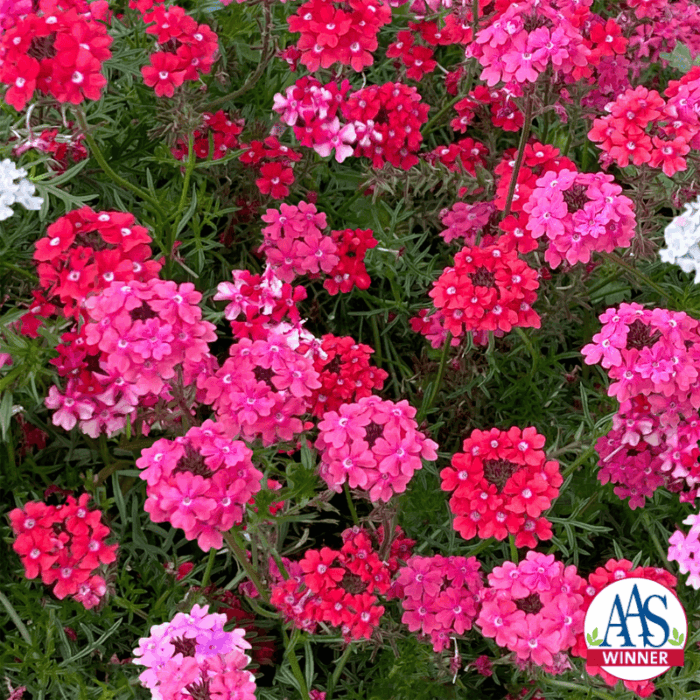 Verbena Sweetheart Kisses