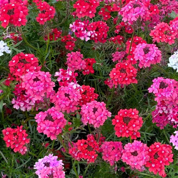 Verbena Sweetheart Kisses