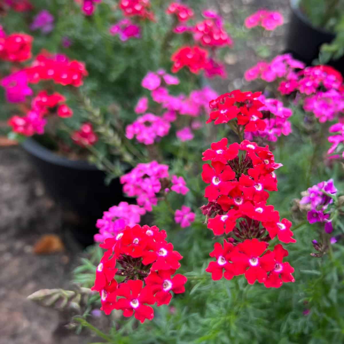 Verbena Sweetheart Kisses TRD-0124-Container Verbena Sweetheart Kisses