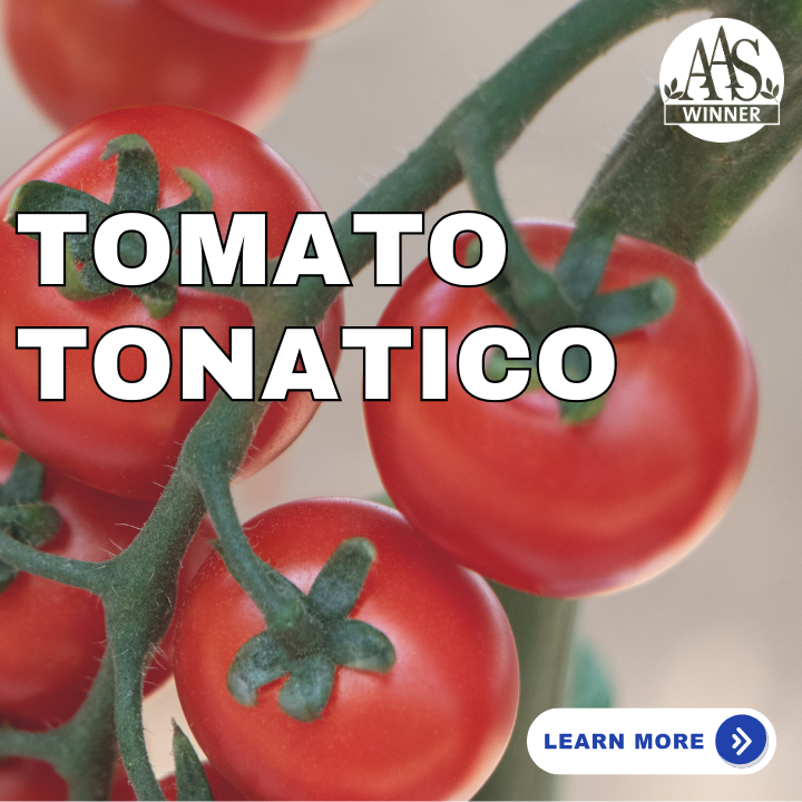 Tomato Tonatico