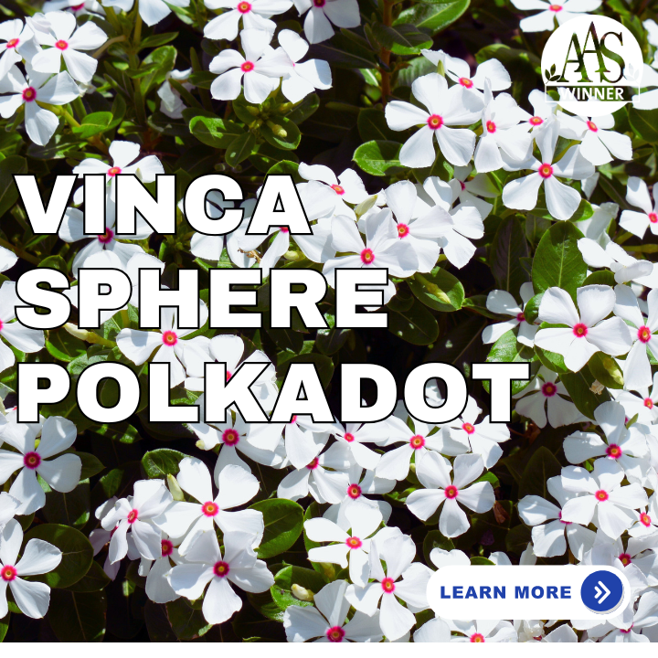 Vinca Sphere Polkadot