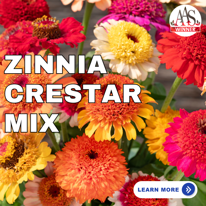 Zinnia Crestar Mix
