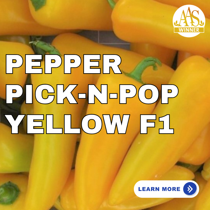 Pepper Pick-N-Pop Yellow