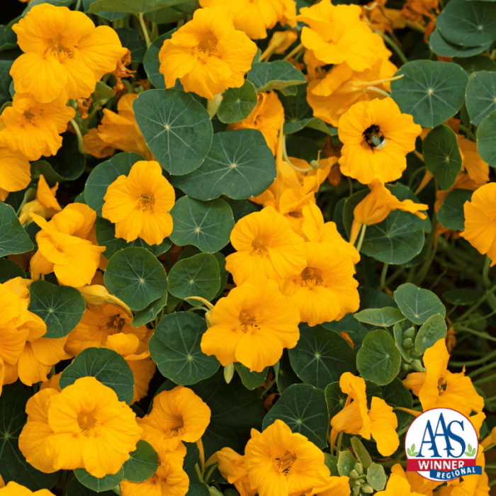 Nasturium Baby Gold - 2025 AAS Winner