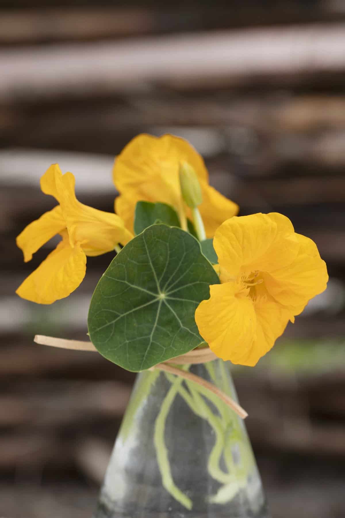 Nasturium Baby Gold - 2025 AAS Winner