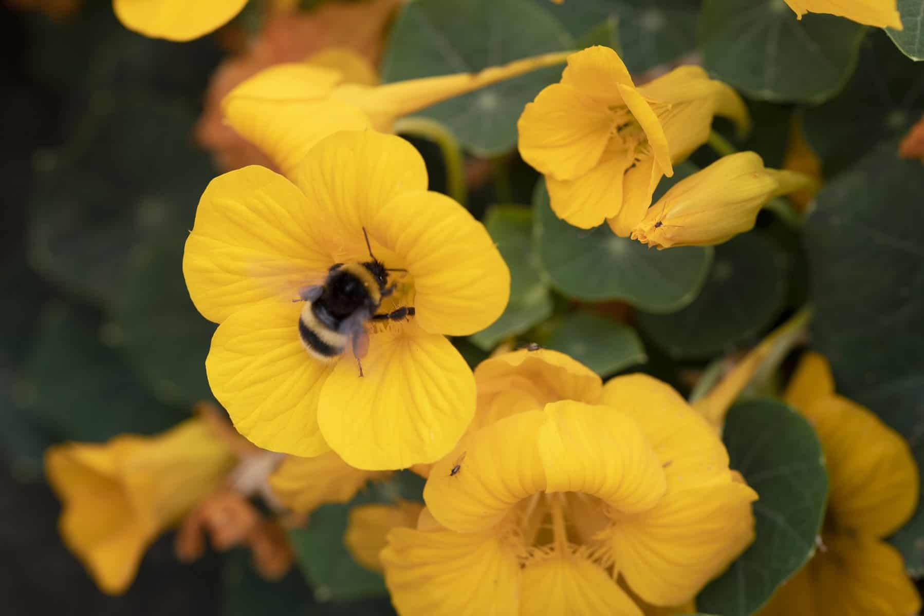 Nasturium Baby Gold - 2025 AAS Winner