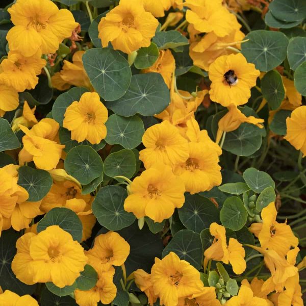 Nasturium Baby Gold - 2025 AAS Winner