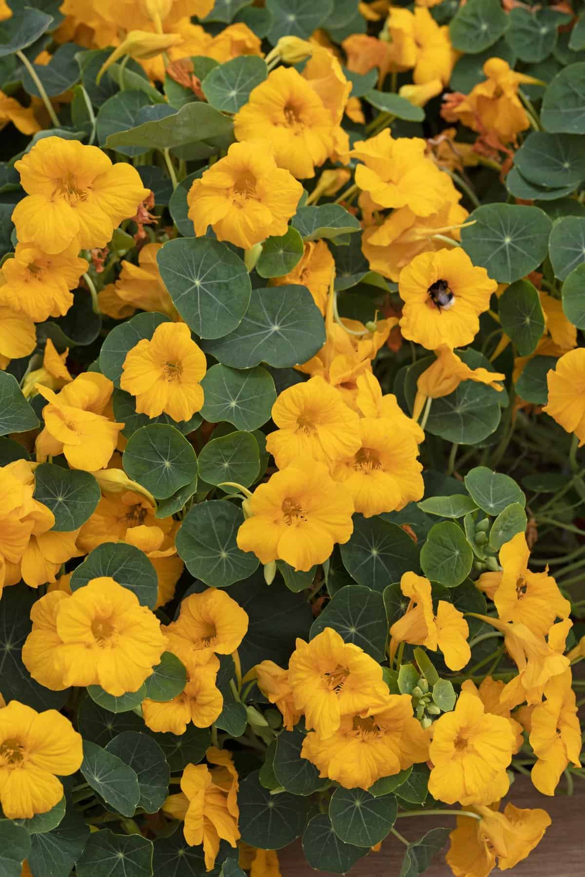Nasturium Baby Gold - 2025 AAS Winner