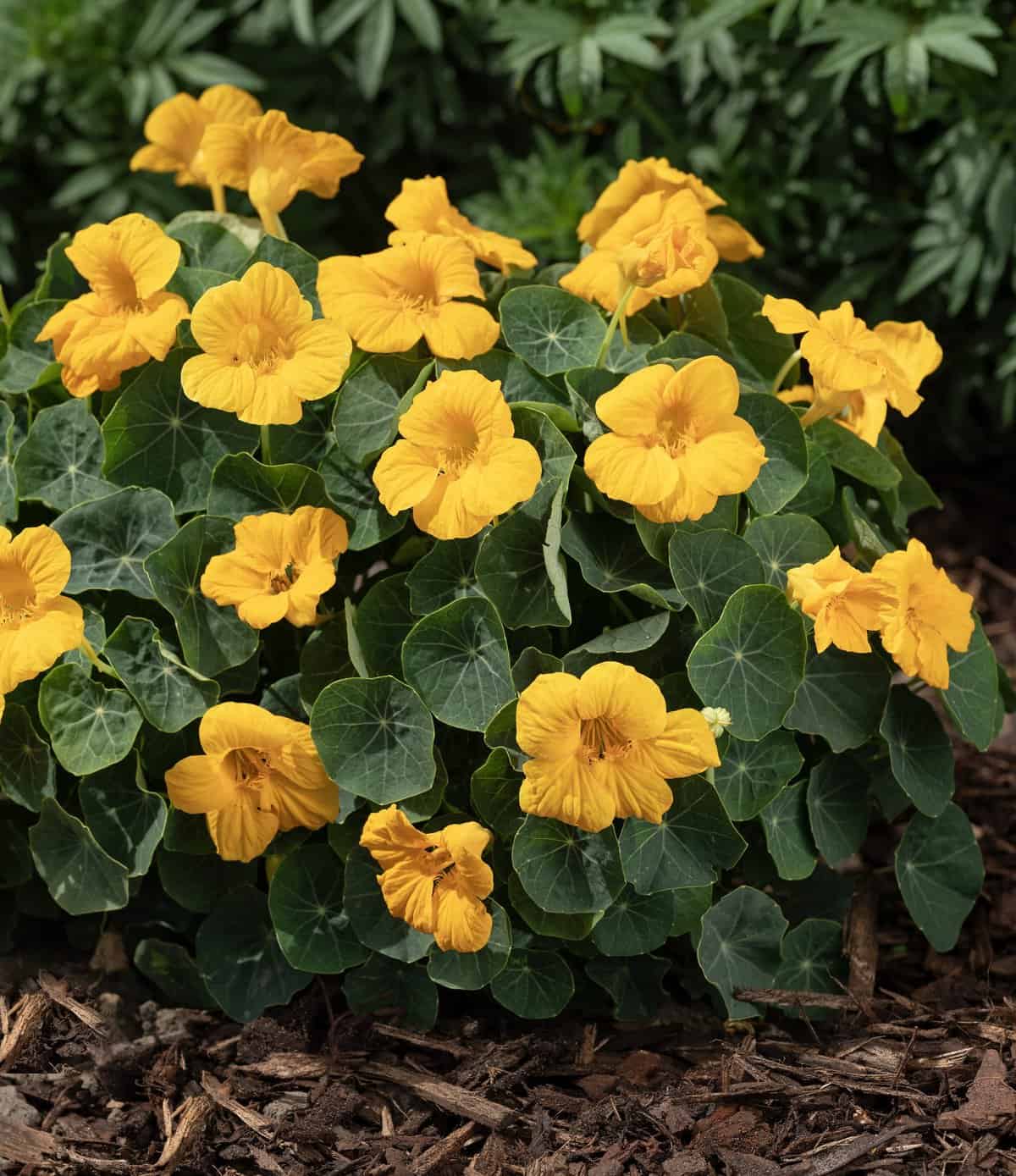 Nasturium Baby Gold - 2025 AAS Winner