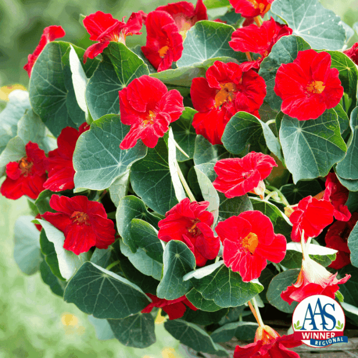 Nasturium Baby Red - AAS Winner