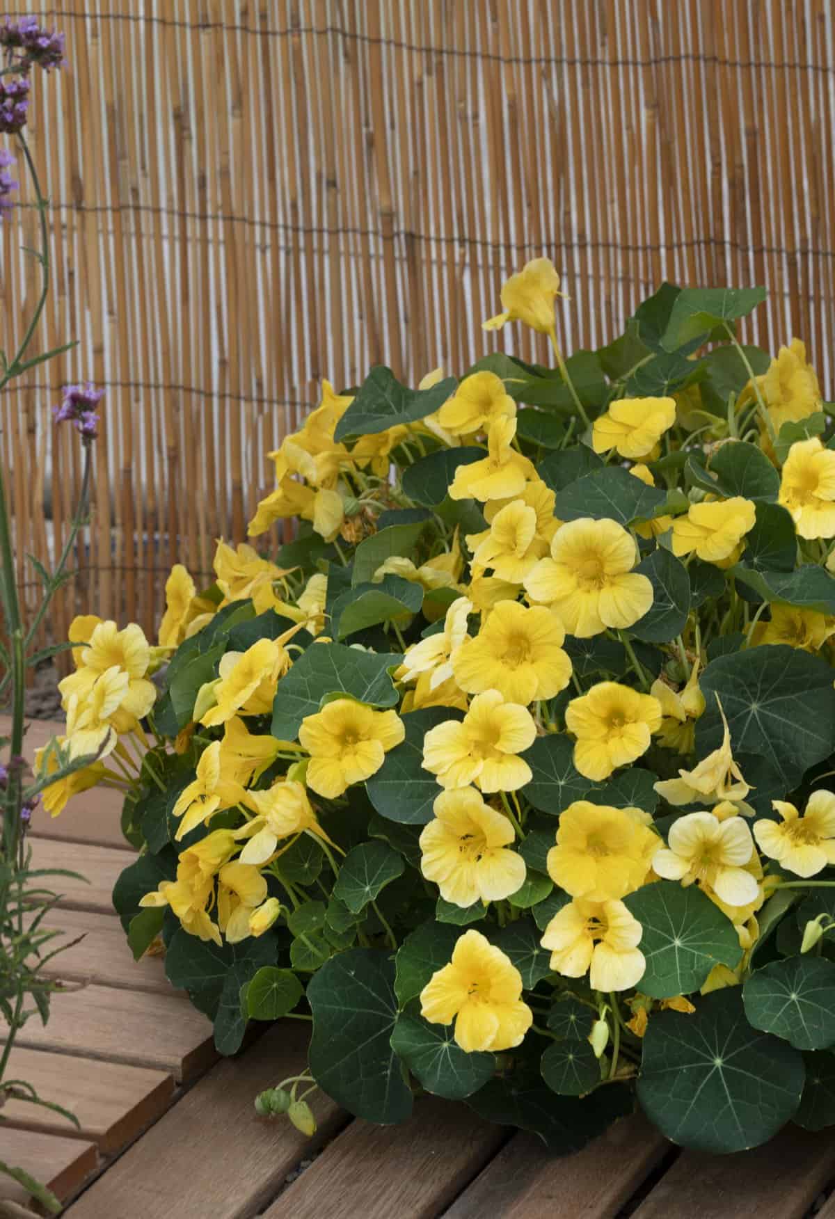Nasturium Baby Yellow - AAS Winner