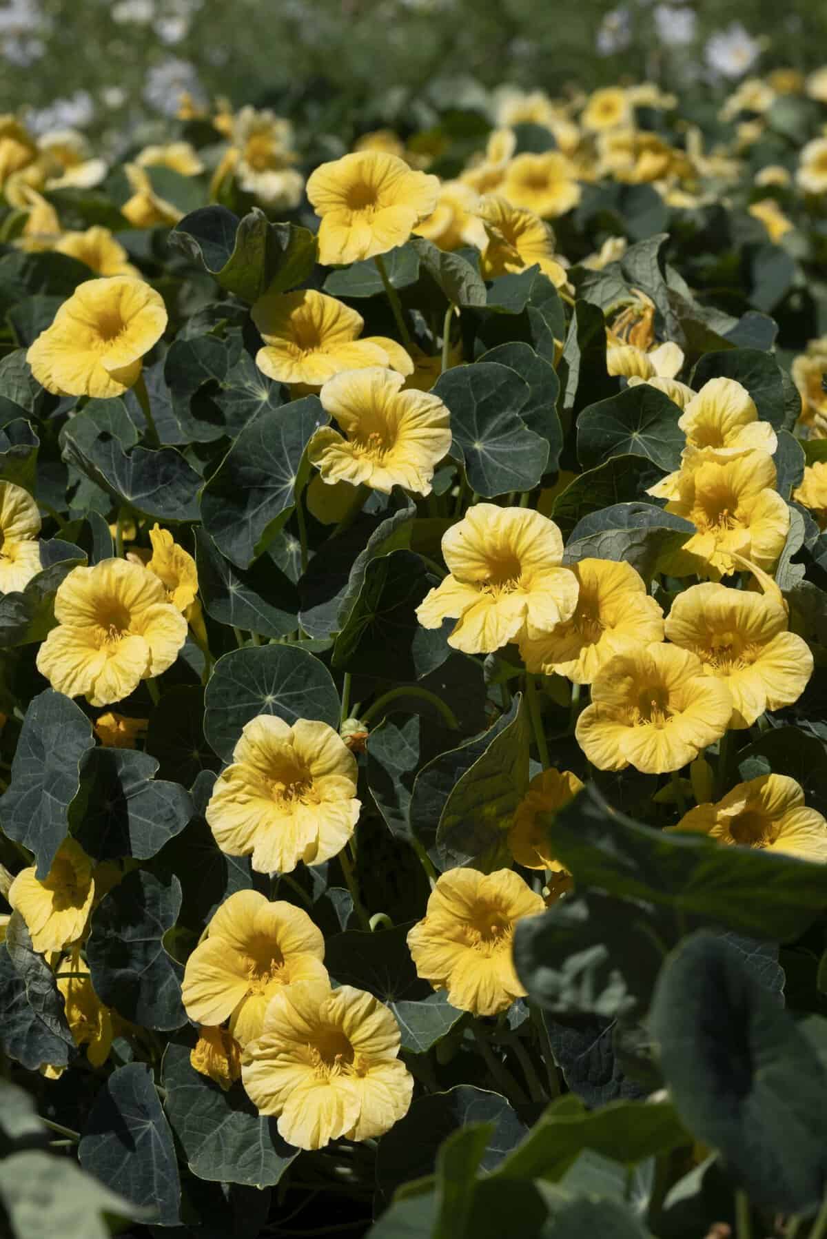 Nasturium Baby Yellow - AAS Winner
