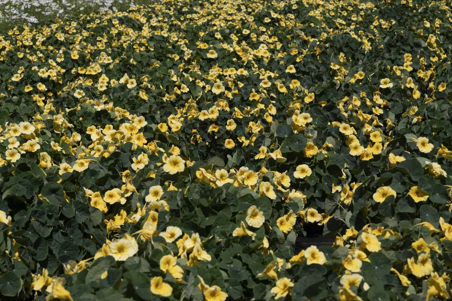 Nasturium Baby Yellow - AAS Winner