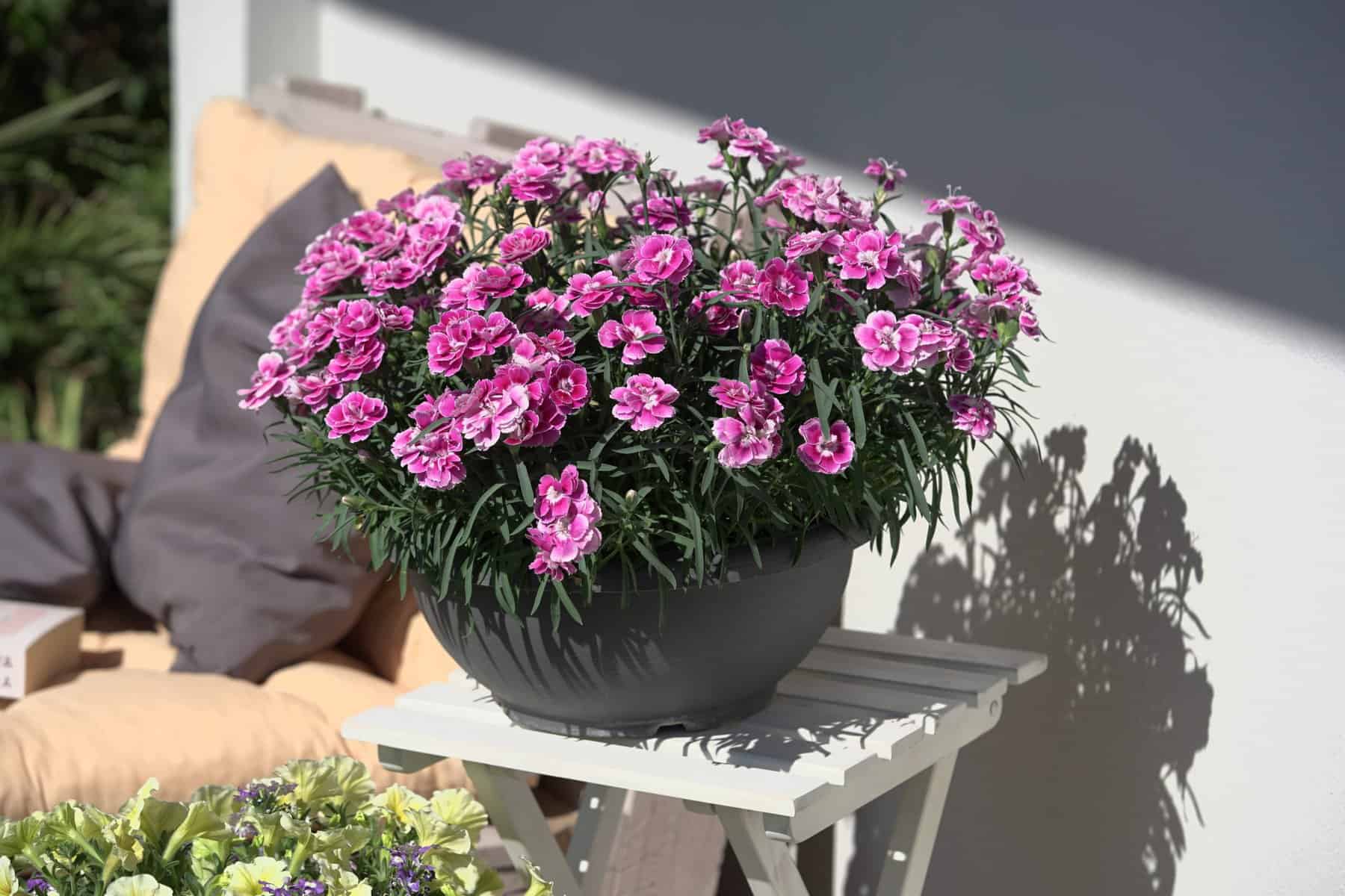 Dianthus Interspecific Capitán™ Magnifica - AAS Winner