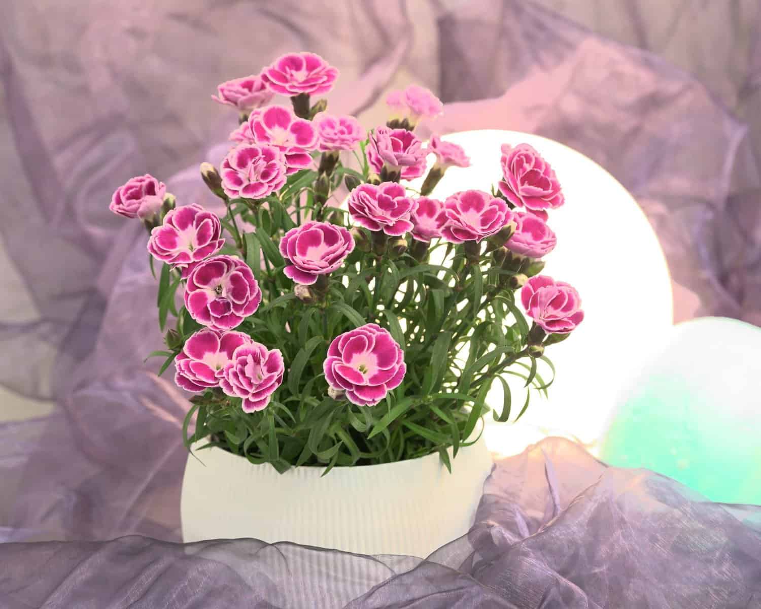 Dianthus Interspecific Capitán™ Magnifica - AAS Winner