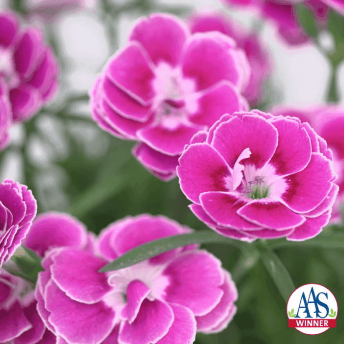 Dianthus Interspecific Capitán™ Magnifica - AAS Winner