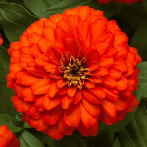 Zinnia Zydeco Fire - Ornamental Flower AAS Winner