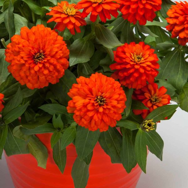Zinnia Zydeco Fire - Ornamental Flower AAS Winner