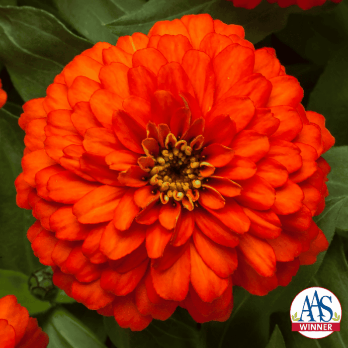 Zinnia Zydeco Fire - Ornamental Flower AAS Winner