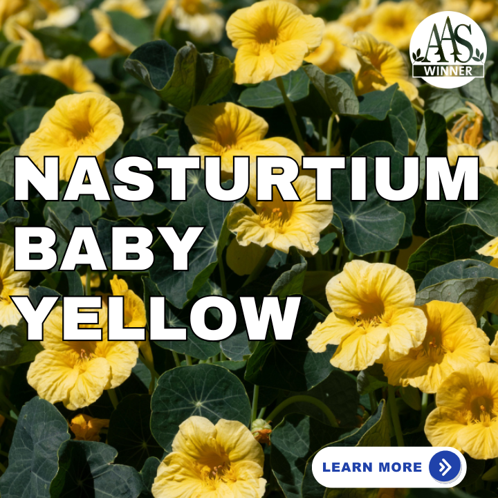 Nasturtium Baby Yellow